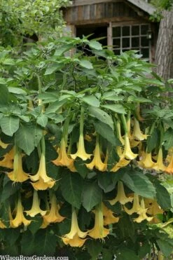 Yellow Angel's Trumpet (Brugmansia) - 1 Gallon Pot -Wilson Bros Gardens Shop brugmansia candida yellow angels trumpet 3