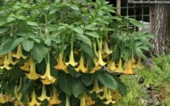Yellow Angel's Trumpet (Brugmansia) - 1 Gallon Pot -Wilson Bros Gardens Shop brugmansia candida yellow angels trumpet 4