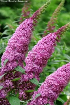 Pugster Pinker Butterfly Bush (Buddleia) - 3 Gallon Pot -Wilson Bros Gardens Shop buddleai pugster pinker butterfly bush 1