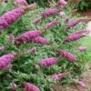 Pugster Pinker Butterfly Bush (Buddleia) - 3 Gallon Pot
