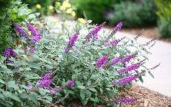 Lo & Behold Blue Chip Junior Butterfly Bush - 1 Gallon Pot -Wilson Bros Gardens Shop buddleia blue chip junior butterfly bush 7