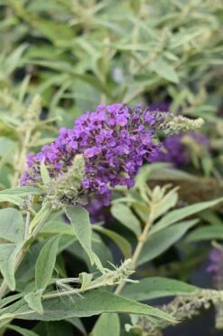 Lo & Behold Blue Chip Junior Butterfly Bush - 1 Gallon Pot -Wilson Bros Gardens Shop buddleia blue chip junior butterfly bush 8