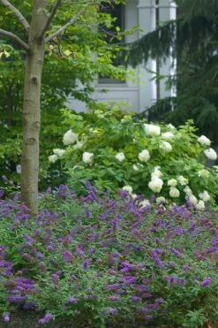 Lo & Behold Blue Chip Junior Butterfly Bush - 1 Gallon Pot -Wilson Bros Gardens Shop buddleia blue chip junior butterfly bush 9