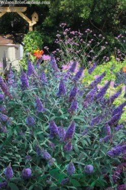 Ellen's Blue Butterfly Bush - 3 Gallon Pot -Wilson Bros Gardens Shop buddleia davidii ellens blue butterfly bush 2