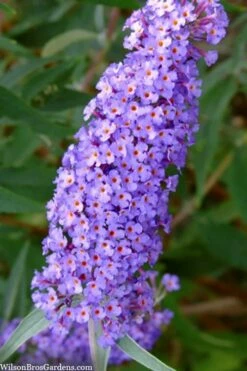 Nanho Blue Butterfly Bush - Buddleia - 3 Gallon Pot -Wilson Bros Gardens Shop buddleia davidii nanho blue butterfly bush 2 1