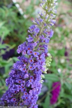 Nanho Blue Butterfly Bush - Buddleia - 3 Gallon Pot -Wilson Bros Gardens Shop buddleia davidii nanho blue butterfly bush 3 1