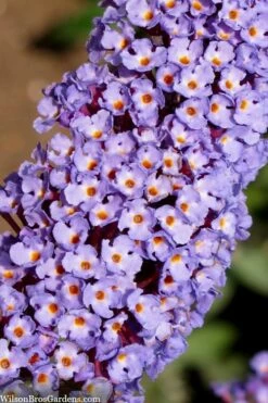 Nanho Blue Butterfly Bush - Buddleia - 3 Gallon Pot -Wilson Bros Gardens Shop buddleia davidii nanho blue butterfly bush 4 1