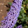 Nanho Blue Butterfly Bush - Buddleia - 1 Gallon Pot