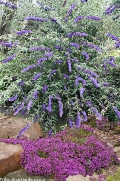 Nanho Blue Butterfly Bush - Buddleia - 1 Gallon Pot -Wilson Bros Gardens Shop buddleia davidii nanho blue butterfly bush 6