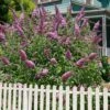 Pink Delight Butterfly Bush - 3 Gallon Pot