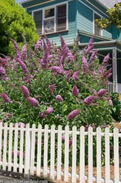 Pink Delight Butterfly Bush - 1 Gallon Pot