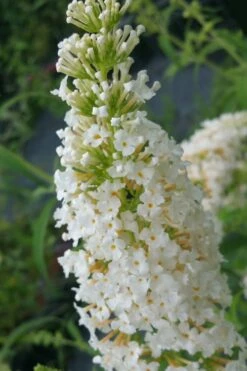 White Profusion Butterfly Bush - 1 Gallon Pot -Wilson Bros Gardens Shop buddleia davidii white profusion butterfly bush 2