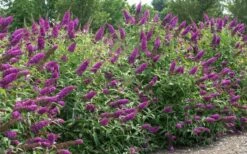 RoyalRazz Butterfly Bush (Buddleia) - 3 Gallon Pot -Wilson Bros Gardens Shop buddleia royalrazz butterfly bush 2