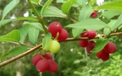 Fragrant Winter Honeysuckle Bush (Lonicera Fragrantissima) - 3 Gallon Pot -Wilson Bros Gardens Shop bush fragrant honeysuckle 3 800x500 1