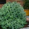 Gordo Boxwood - 6 Pack Of 1 Gallon Pots