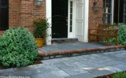 Gordo Boxwood - 1 Gallon Pot -Wilson Bros Gardens Shop buxus gordo boxwood 2