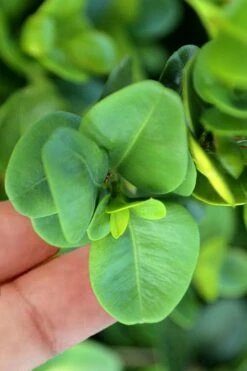 Gordo Boxwood - 6 Pack Of 1 Gallon Pots -Wilson Bros Gardens Shop buxus gordo boxwood 3 2