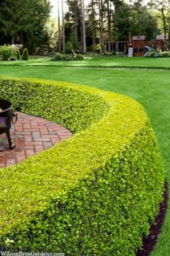 Golden Triumph Variegated Dwarf Boxwood - 6 Pack Of 1 Gallon Pots -Wilson Bros Gardens Shop buxus microphylla golden triumph boxwood hedge 2 1