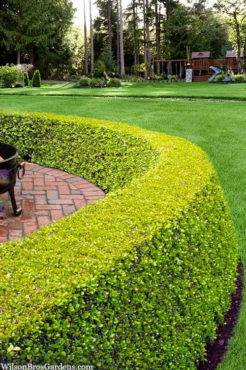 Golden Triumph Variegated Dwarf Boxwood - 3 Gallon Pot 4 Golden Triumph Variegated Dwarf Boxwood - 3 Gallon Pot - Image 4