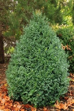 John Baldwin Pyramidal Boxwood - 3 Gallon Pot -Wilson Bros Gardens Shop buxus microphylla john baldwin boxwood 6 1