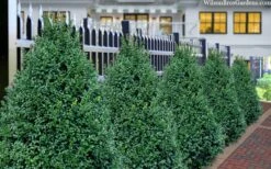 John Baldwin Boxwood - 1 Gallon Pot -Wilson Bros Gardens Shop buxus microphylla john baldwin boxwood 8