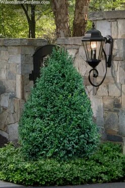 John Baldwin Pyramidal Boxwood - 3 Gallon Pot -Wilson Bros Gardens Shop buxus microphylla john baldwin boxwood 9 1