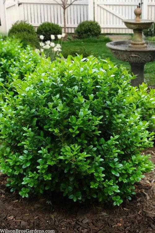 Little Missy Dwarf Boxwood - 5 Pack Of Quart Pots 1 Little Missy Dwarf Boxwood - 5 Pack Of Quart Pots