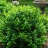 Little Missy Dwarf Boxwood - 3 Gallon Pot