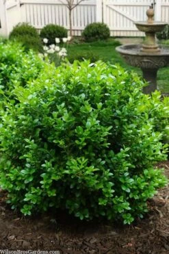 Little Missy Dwarf Boxwood - 3 Gallon Pot