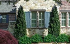 Arctic Emerald Columnar Boxwood - 1 Gallon Pot -Wilson Bros Gardens Shop buxus sempervirens arctic emerald boxwood 103 1