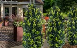 Arctic Emerald Columnar Boxwood - 6 Pack Of 1 Gallon Pots -Wilson Bros Gardens Shop buxus sempervirens arctic emerald boxwood 105