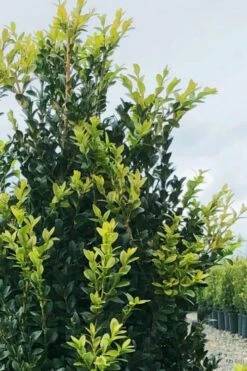 Arctic Emerald Columnar Boxwood - 1 Gallon Pot -Wilson Bros Gardens Shop buxus sempervirens arctic emerald boxwood 12 1