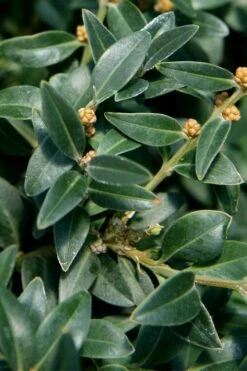 Arctic Emerald Columnar Boxwood - 1 Gallon Pot -Wilson Bros Gardens Shop buxus sempervirens arctic emerald boxwood 16 1