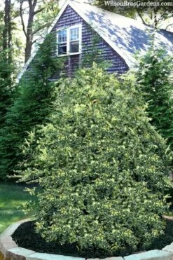 Golden Weeping Boxwood (Buxus Sempervirens 'Aurea Pendula') - 1 Gallon Pot -Wilson Bros Gardens Shop buxus sempervirens aurea pendula variegated weeping boxwood 3