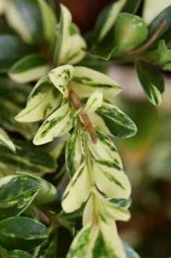 Golden Weeping Boxwood (Buxus Sempervirens 'Aurea Pendula') - 1 Gallon Pot