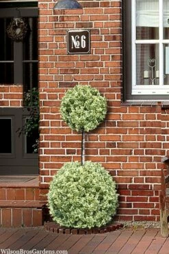 Variegated Boxwood 2-Ball Poodle Tier Topiary - 5 Gallon Pot -Wilson Bros Gardens Shop buxus sempervirens aureovariegata boxwood 2 ball poodle tier 8