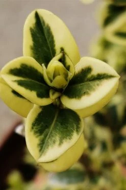 Variegated Boxwood 2-Ball Poodle Tier Topiary - 5 Gallon Pot -Wilson Bros Gardens Shop buxus sempervirens aureovariegata variegated boxwood 1 3