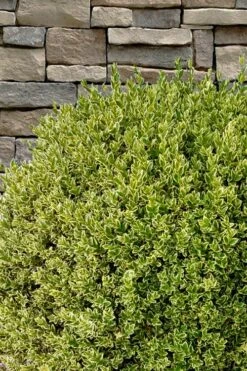 Variegated Boxwood (Buxus Sempervirens 'Aureovariegata') - 2 Gallon Pot - SALE -Wilson Bros Gardens Shop buxus sempervirens aureovariegata variegated boxwood 10 1