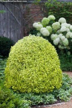 Variegated Boxwood (Buxus Sempervirens 'Aureovariegata') - 5 Gallon Pot