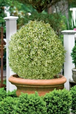 Elegans Variegated Boxwood - Buxus Sempervirens 'Elegantissima' - 1 Gallon Pot -Wilson Bros Gardens Shop buxus sempervirens elegantissima variegated boxwood 101 1