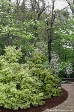 Elegans Variegated Boxwood - Buxus Sempervirens 'Elegantissima' - 3 Gallon Pot -Wilson Bros Gardens Shop buxus sempervirens elegantissima variegated boxwood 102