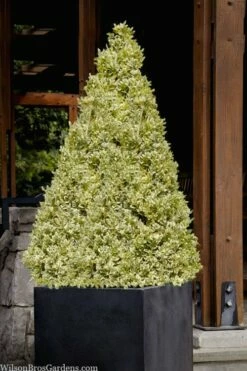 Elegans Variegated Boxwood - Buxus Sempervirens 'Elegantissima' - 2 Gallon Pot -Wilson Bros Gardens Shop buxus sempervirens elegantissima variegated boxwood 105 2