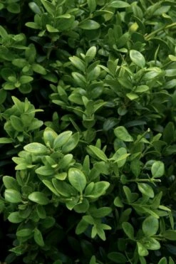 Green Tower Boxwood - 3 Gallon Pot -Wilson Bros Gardens Shop buxus sempervirens monrue green tower boxwood 1 1