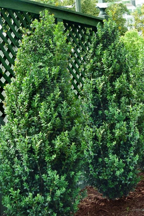 Green Tower Boxwood - 2 Gallon Pot 1 Green Tower Boxwood - 2 Gallon Pot