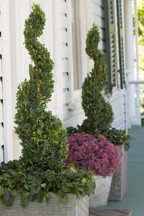 Green Tower Boxwood - 2 Gallon Pot 4 Green Tower Boxwood - 2 Gallon Pot - Image 4