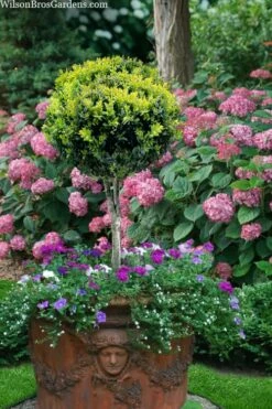 Boxwood Single Ball Standard Topiary (Buxus Sempervirens) - 5 Gallon Pot