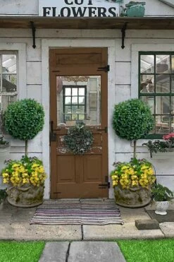 Boxwood Single Ball Standard Topiary (Buxus Sempervirens) - 5 Gallon Pot -Wilson Bros Gardens Shop buxus sempervirens standard single ball topiary boxwood 2