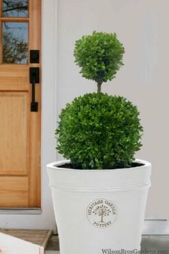 Dwarf English Boxwood Two-Ball Poodle Tier Topiary - 3 Gallon Pot -Wilson Bros Gardens Shop buxus sempervirens suffriticosa standard two ball topiary boxwood 5