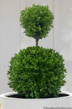 Dwarf English Boxwood Two-Ball Poodle Tier Topiary - 3 Gallon Pot -Wilson Bros Gardens Shop buxus sempervirens suffruticosa standard two ball topiary boxwood 10