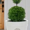 Dwarf English Boxwood Two-Ball Poodle Tier Topiary - 3 Gallon Pot